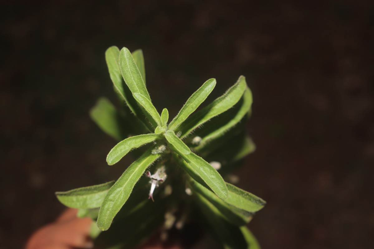 Andrographis echioides (L.) Nees